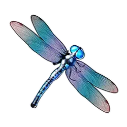 dragonfly symbol